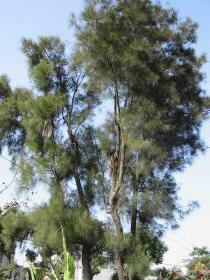 121-2129_IMG_tm1.JPG